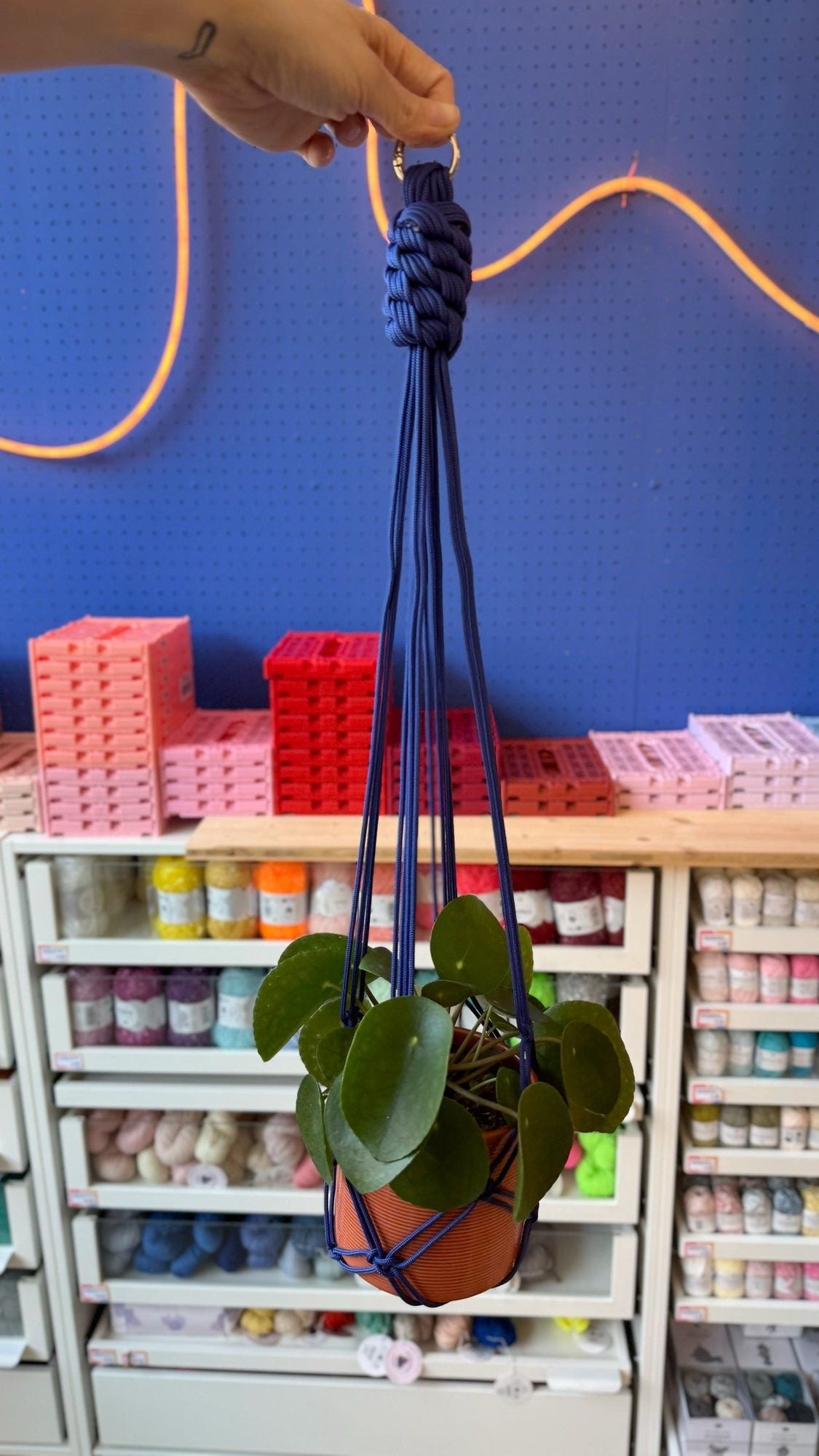 Paracord-Pflanzenampel mit Pflanze gestylt